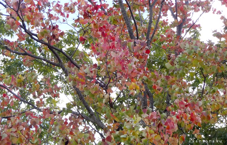 京都　11月　美しい紅葉　４