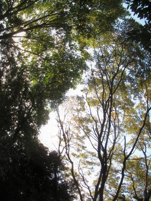秋の樹林②IMG_0007 (640x480)