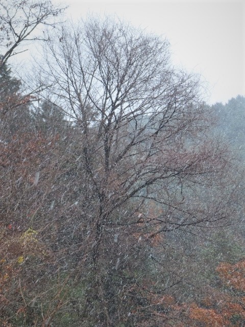 雪降りIMG_9971 (2) (480x640)