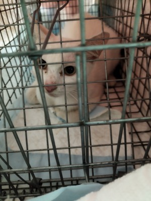 7月13日　白母猫　捕獲