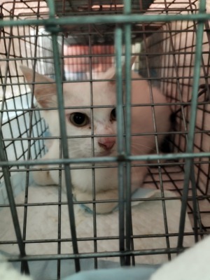 7月13日　白母猫捕獲　ム顔