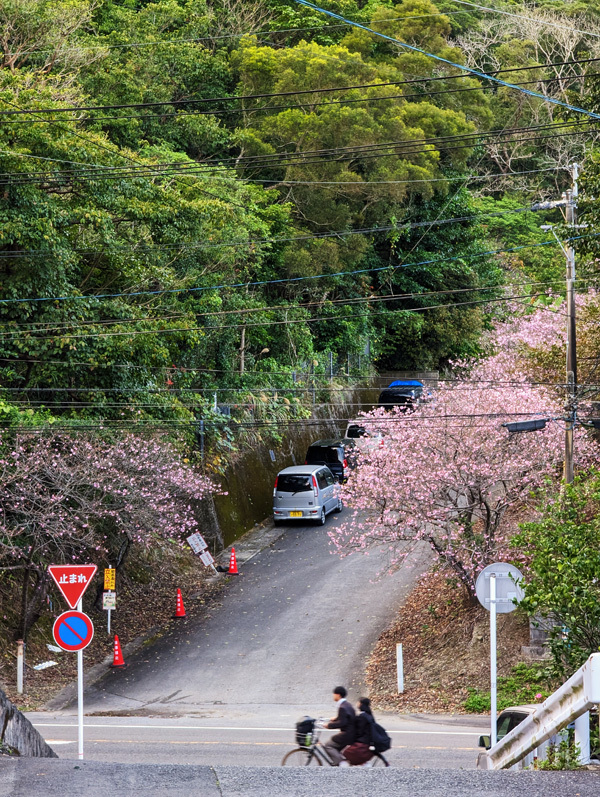 通勤路の桜