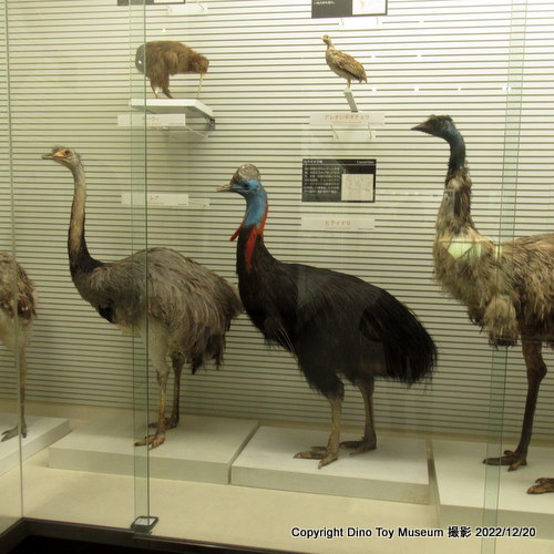 懐かしい「我孫子市鳥の博物館」　12年ぶりに行ってみました！