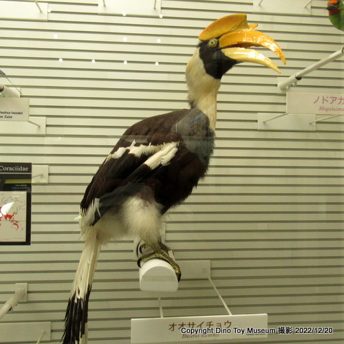 懐かしい「我孫子市鳥の博物館」　12年ぶりに行ってみました！