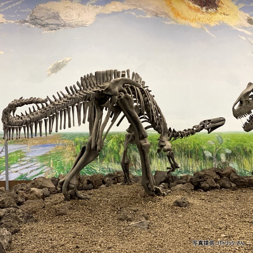 2023年の鹿児島県立博物館のアロサウルス＆カンプトサウルス