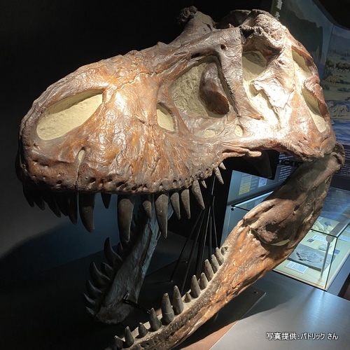 奥出雲多根自然博物館（島根県奥出雲町）【こんなところで恐竜発見！】
