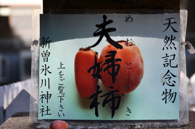 新曽氷川神社　夫婦柿　上をご覧ください