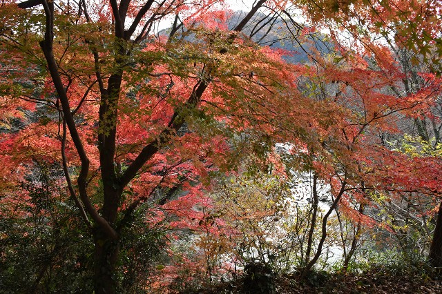 紅葉　武蔵嵐山渓谷