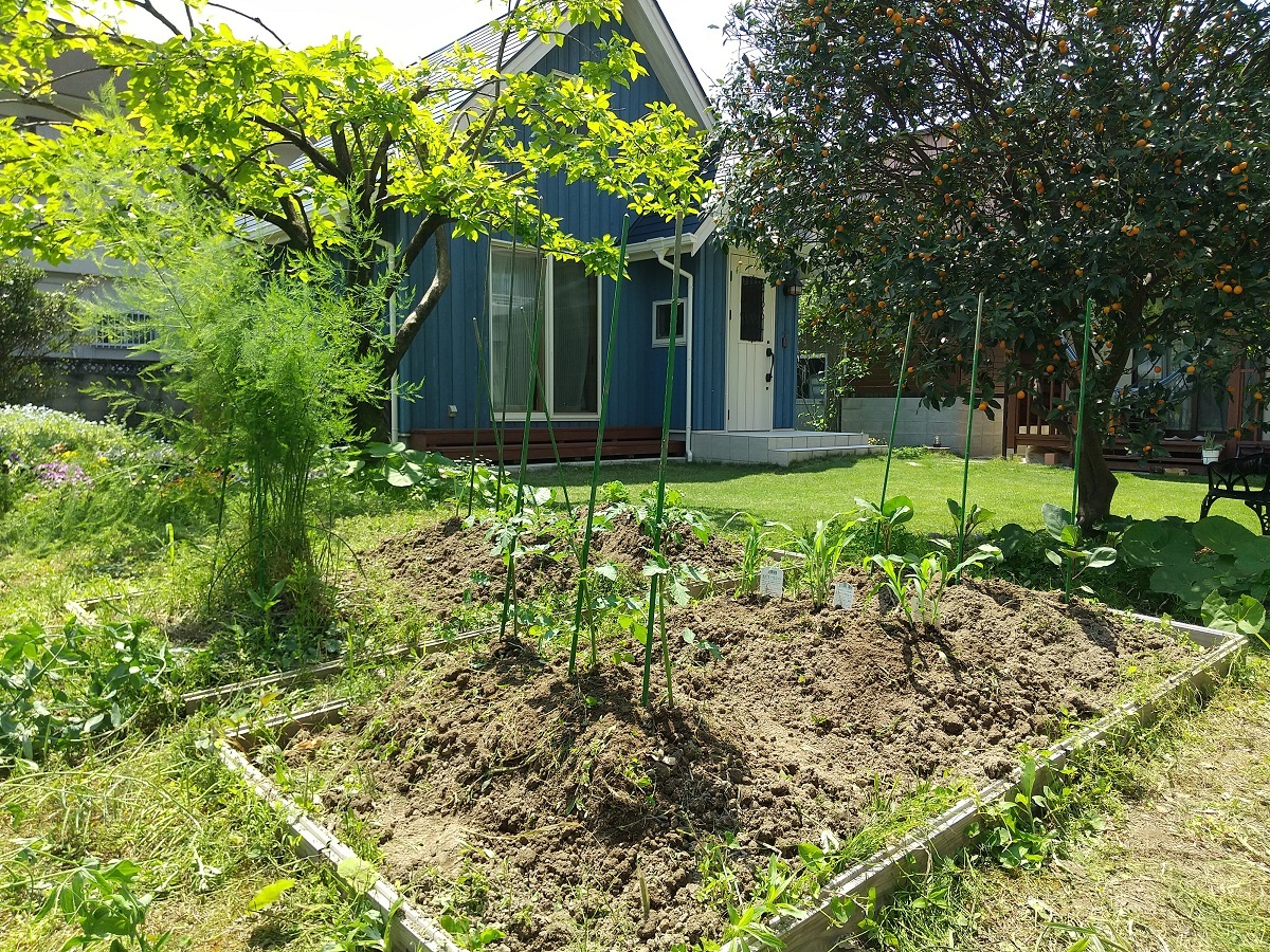家庭菜園-2