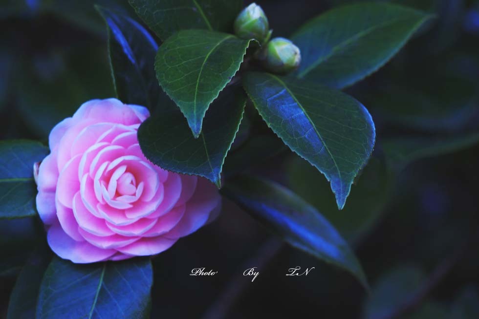 Camellia ms6