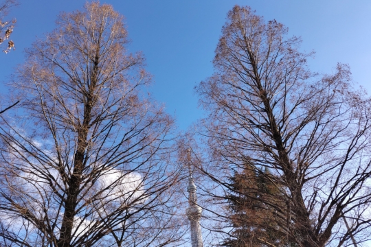 冬木立とスカイツリー０１