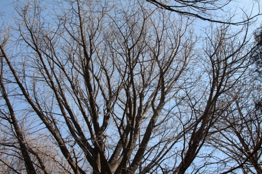 冬枯れの木々とツグミ０１