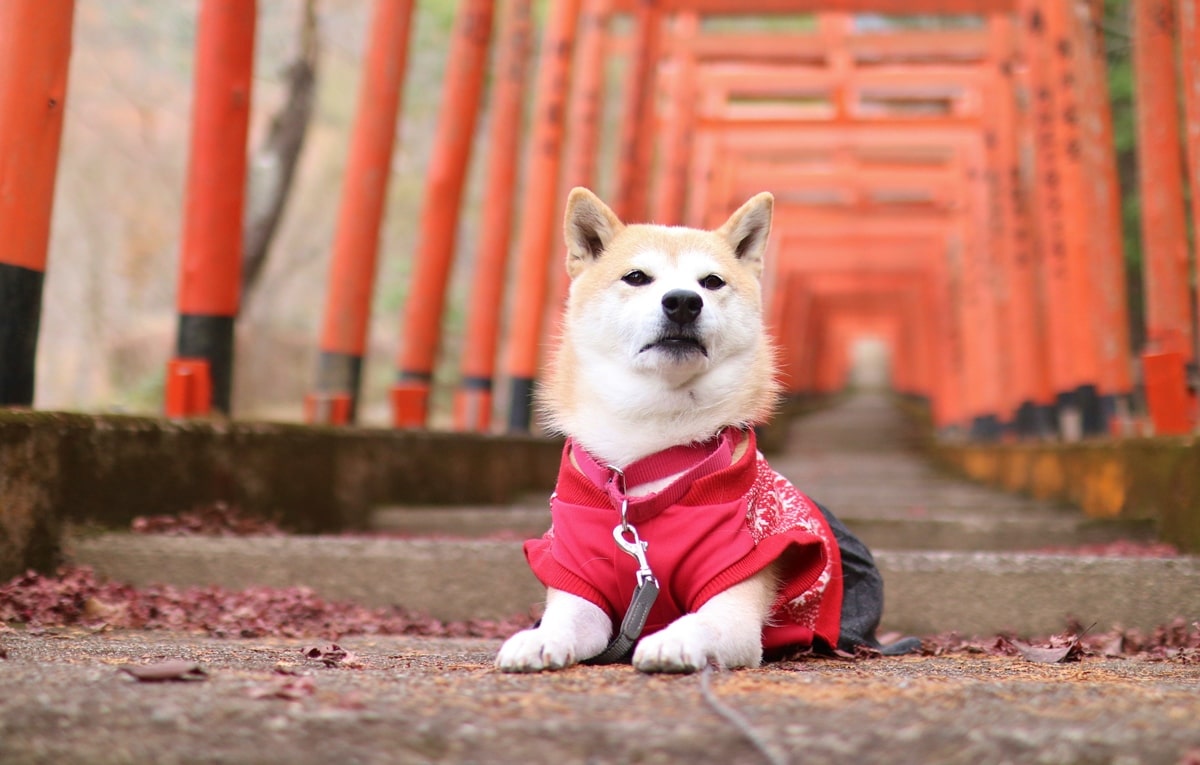 岡稲荷神社　犬　ペット　犬連れ　鳥居と犬　犬とお出かけ