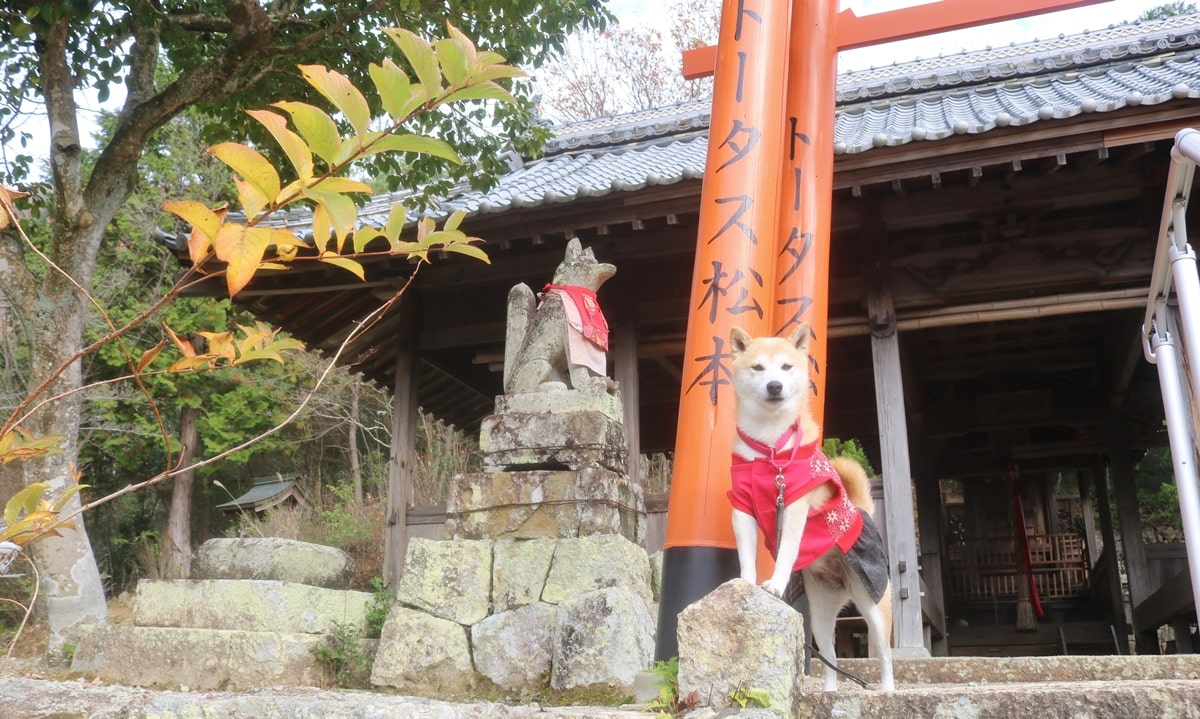 岡稲荷神社　犬　ペット　犬連れ　鳥居と犬　犬とお出かけ