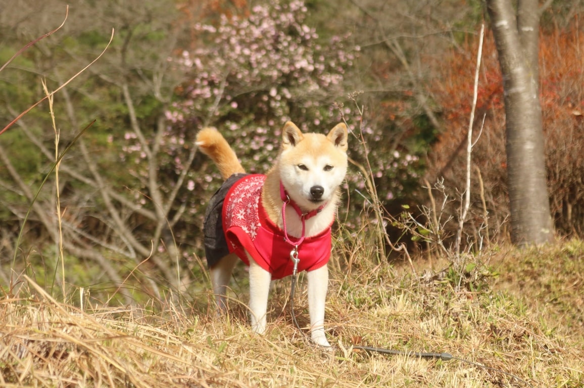 岡稲荷神社　犬　ペット　犬連れ　犬とお出かけ